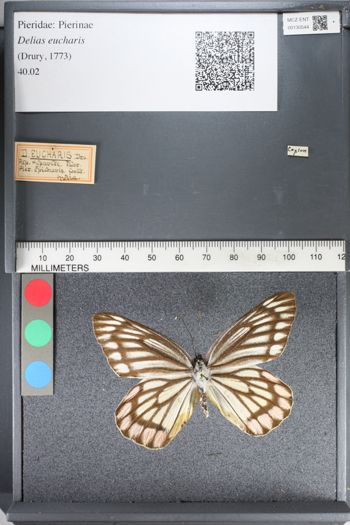Media type: image;   Entomology 130544